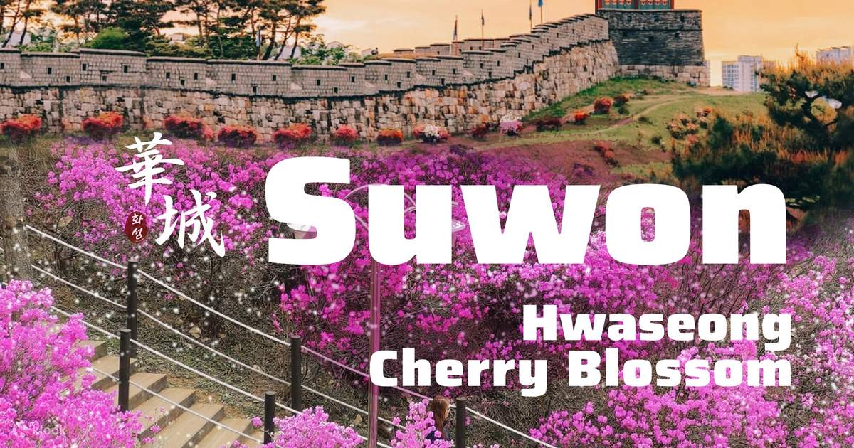 Cherry Blossom Suwon Hwaseong Fortress Tour from Seoul - Klook Malaysia